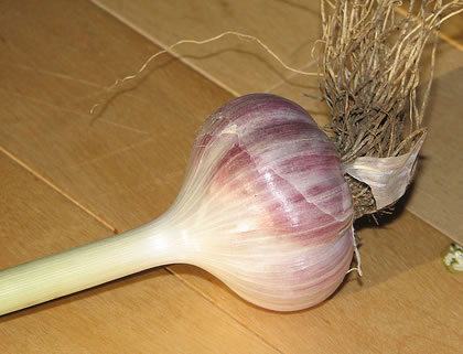 garlic_root.jpg