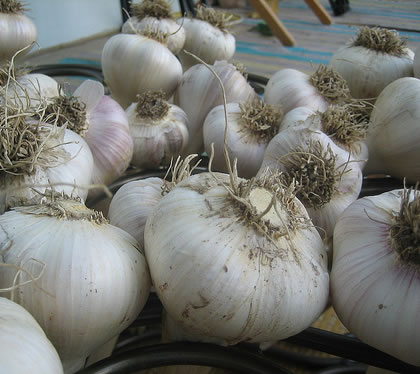 heads_of_garlic.jpg